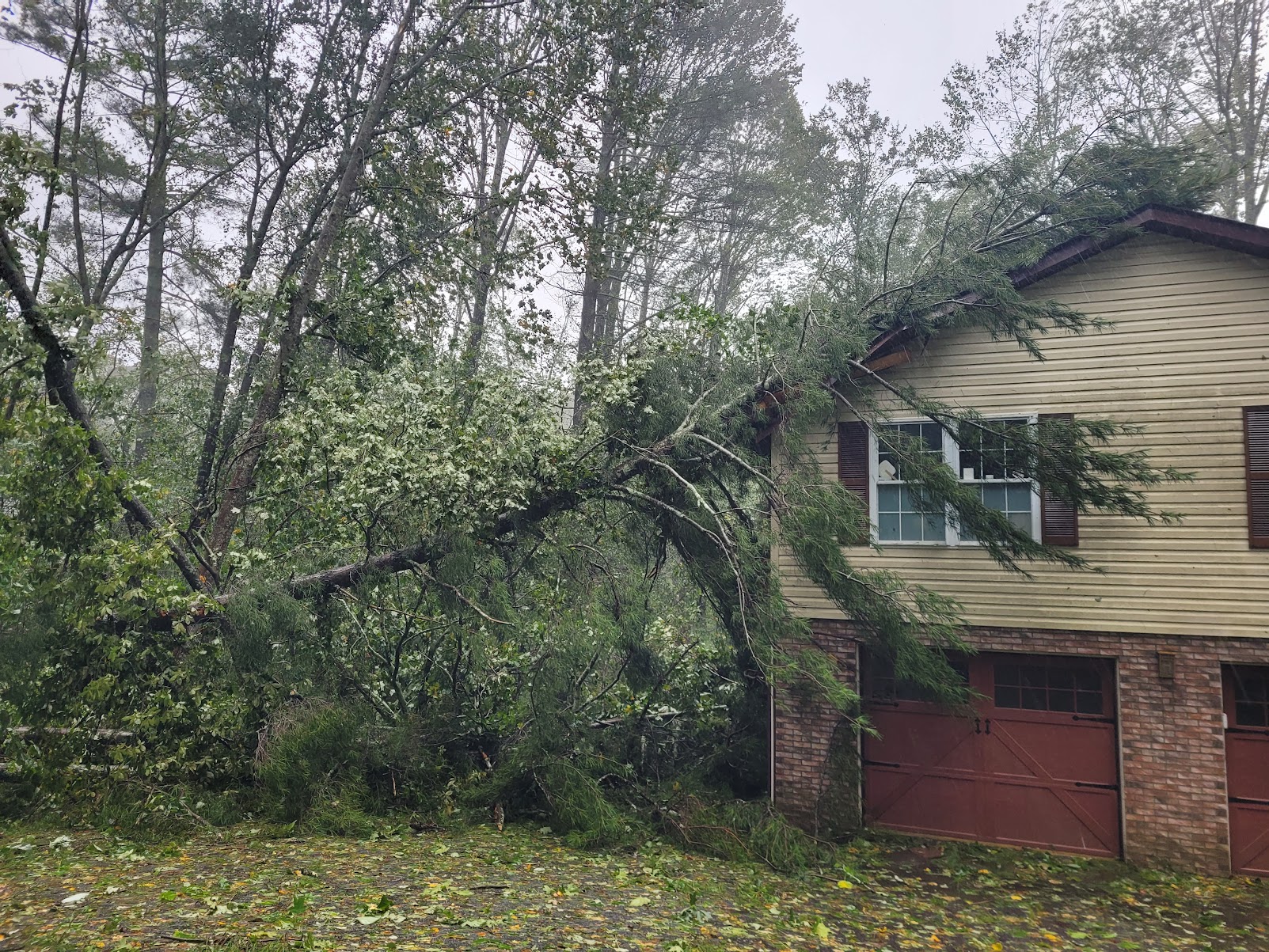 Tree fallen on house