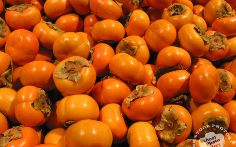 Persimmon Tree