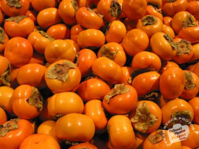 Persimmon Tree
